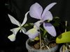 Cattleya nobilior (coerulea х coerulensis)